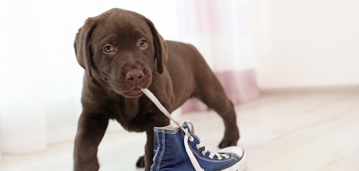 Chocolate Lab Names The Best Chocolate Names For Your New Friend