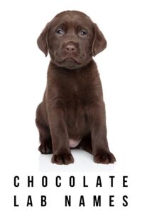 The Tastiest Chocolate Lab Names In Town