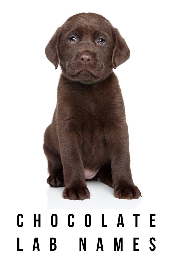 chocolate lab names