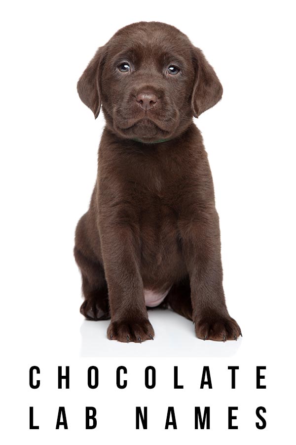 What is a good name for a chocolate labrador