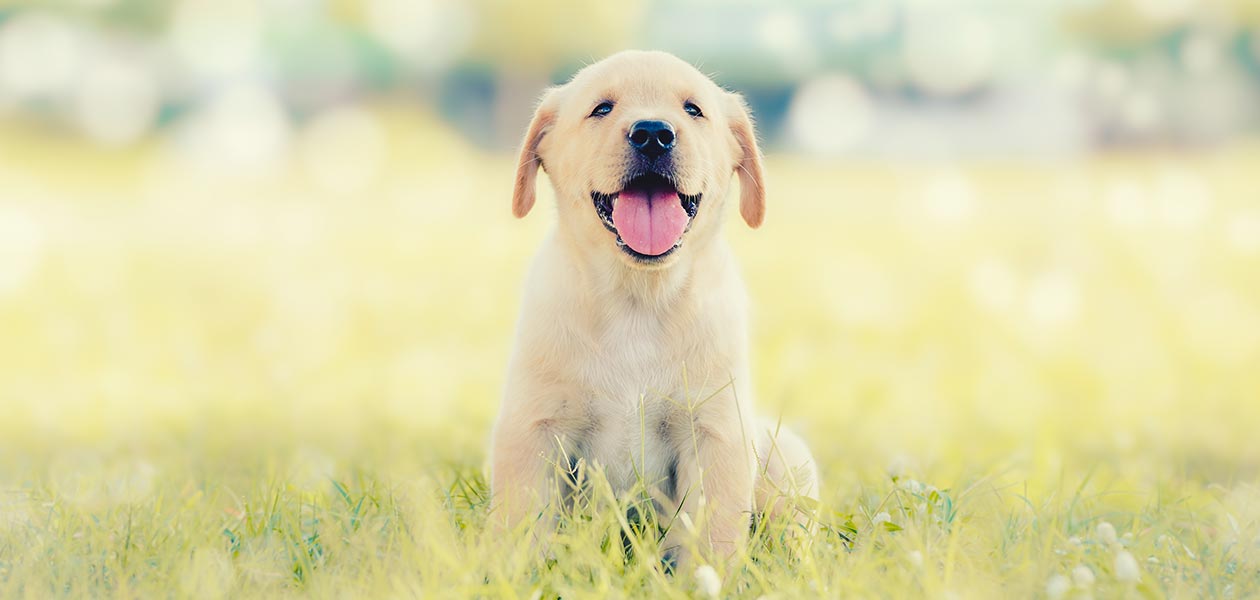 555 Top Female Dog Names To Help You Name Your Puppy