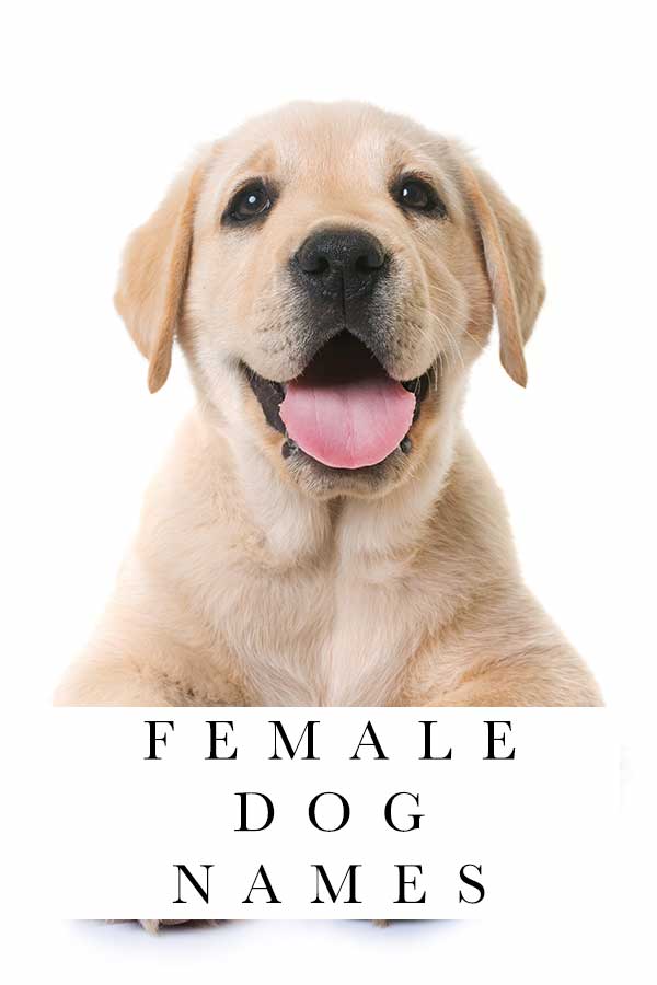 Female Dog Names Survey Results For The Top Girl Dog Names Of 2020