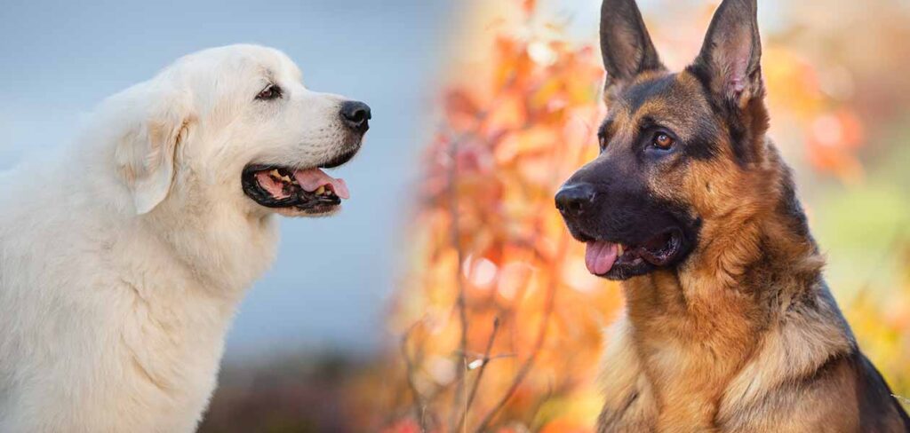 great pyrenees german shepherd mix