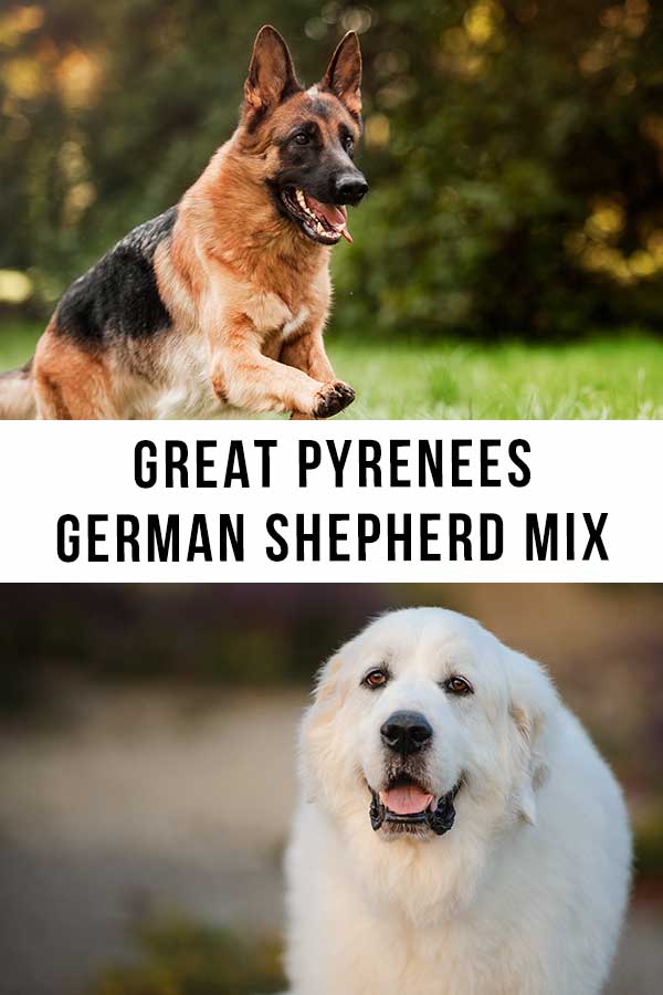 great pyrenees german shepherd mix