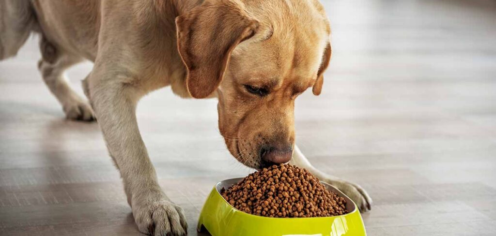 how much to feed a dog