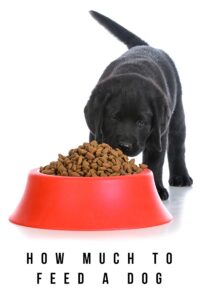 How Much To Feed A Dog - Feeding Guidelines and Advice