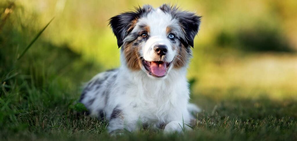 small australian shepherd