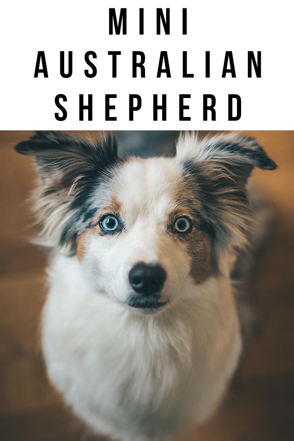 mini australian shepherd