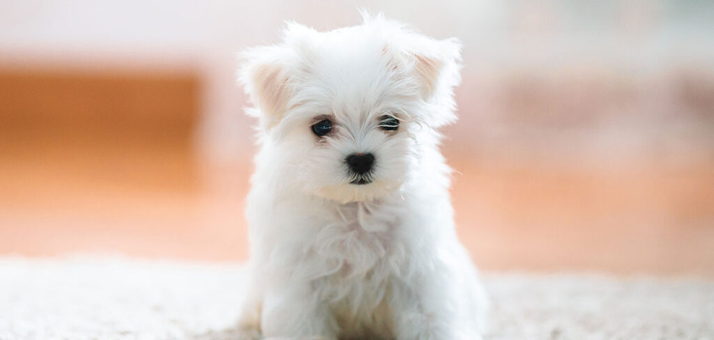 Micro teacup sale maltese