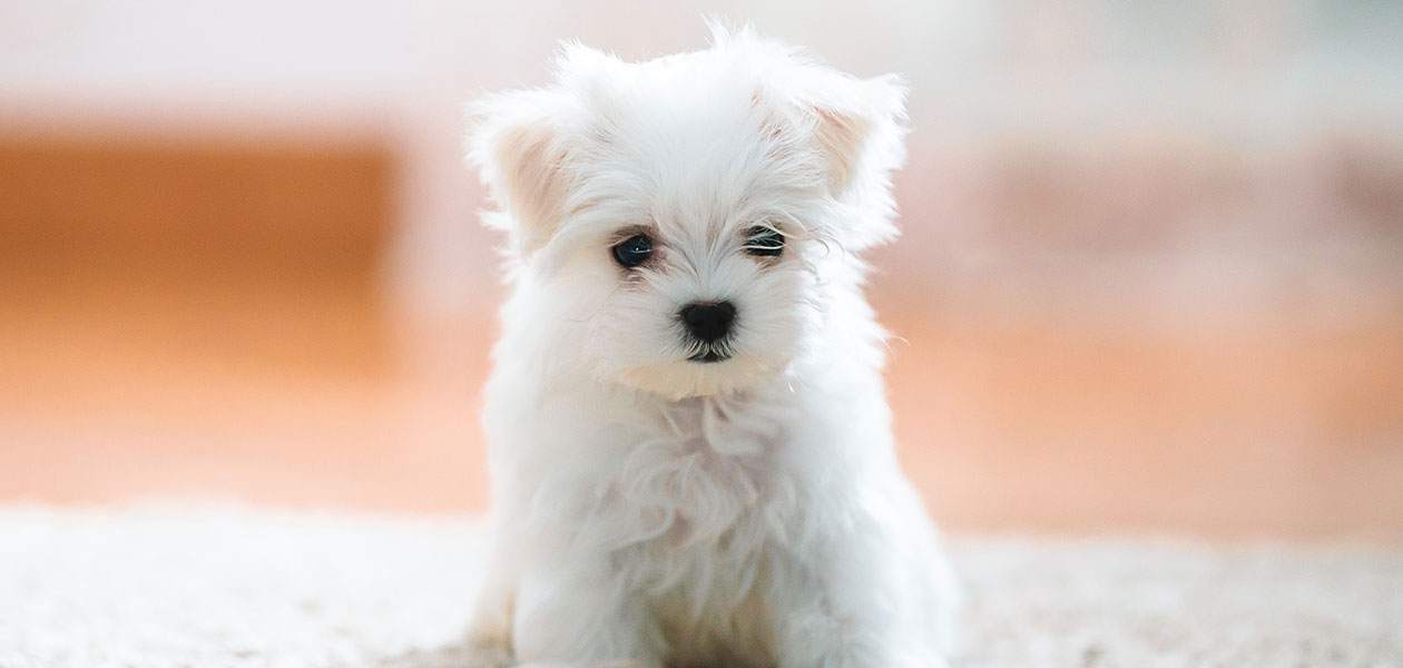 Mini maltese clearance terrier