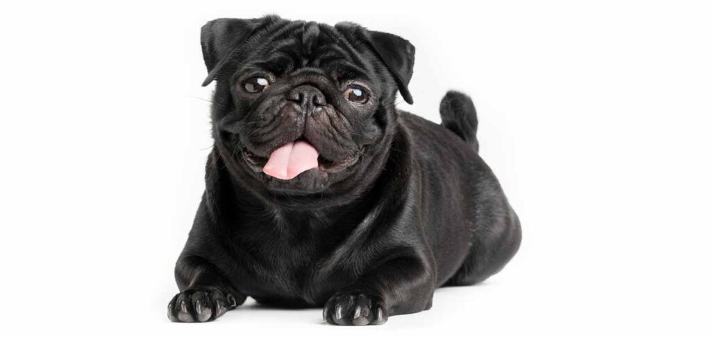 small black pug