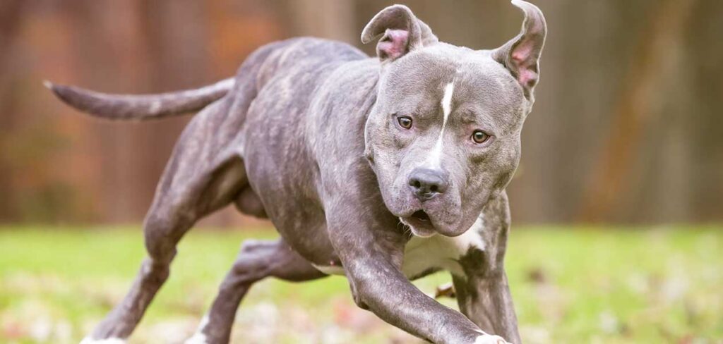 blue brindle pitbull