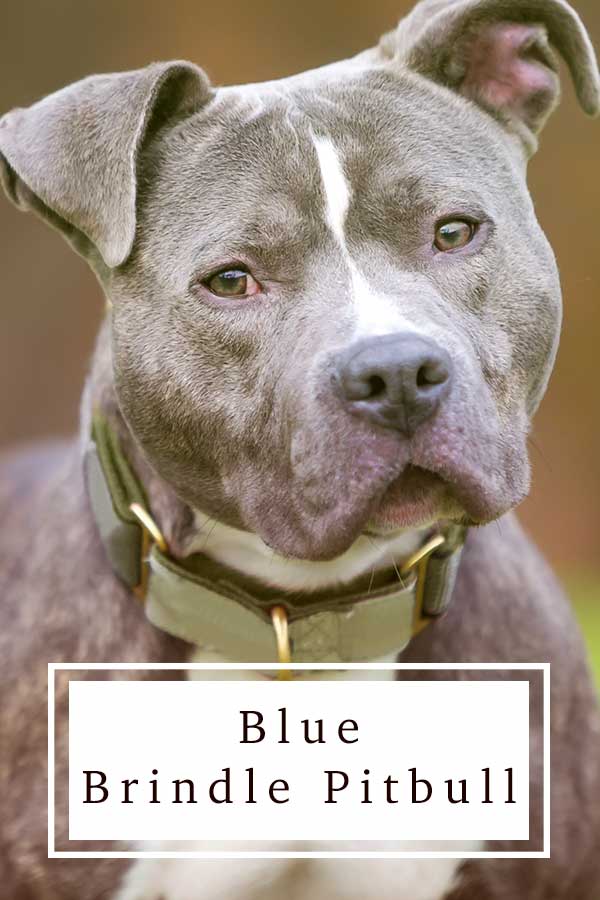 Blue Brindle Pitbull Is Their Character As Beautiful As Their Coat