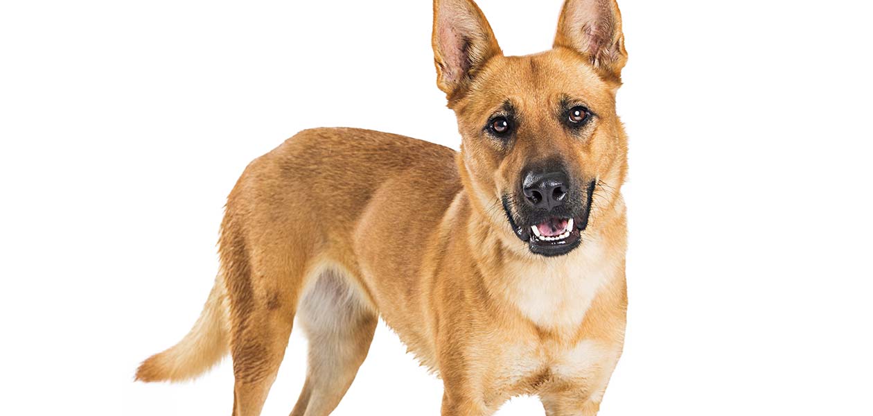 carolina dog