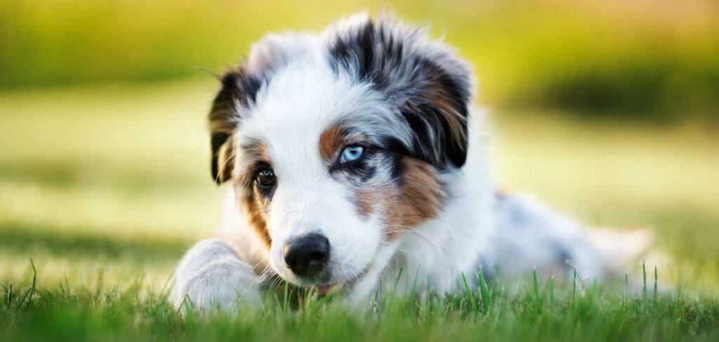 miniature american shepherd puppies