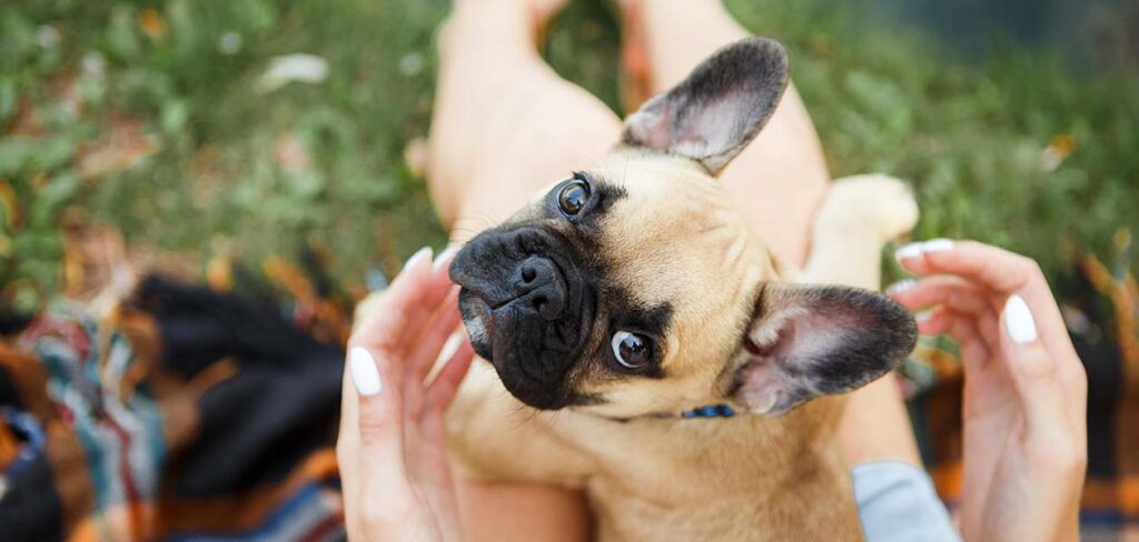 the french bulldog has bat like pointy ears