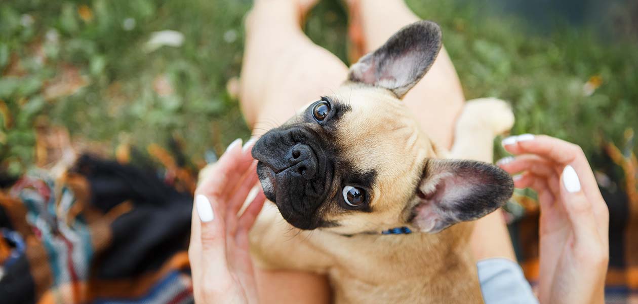 full grown mini french bulldogs