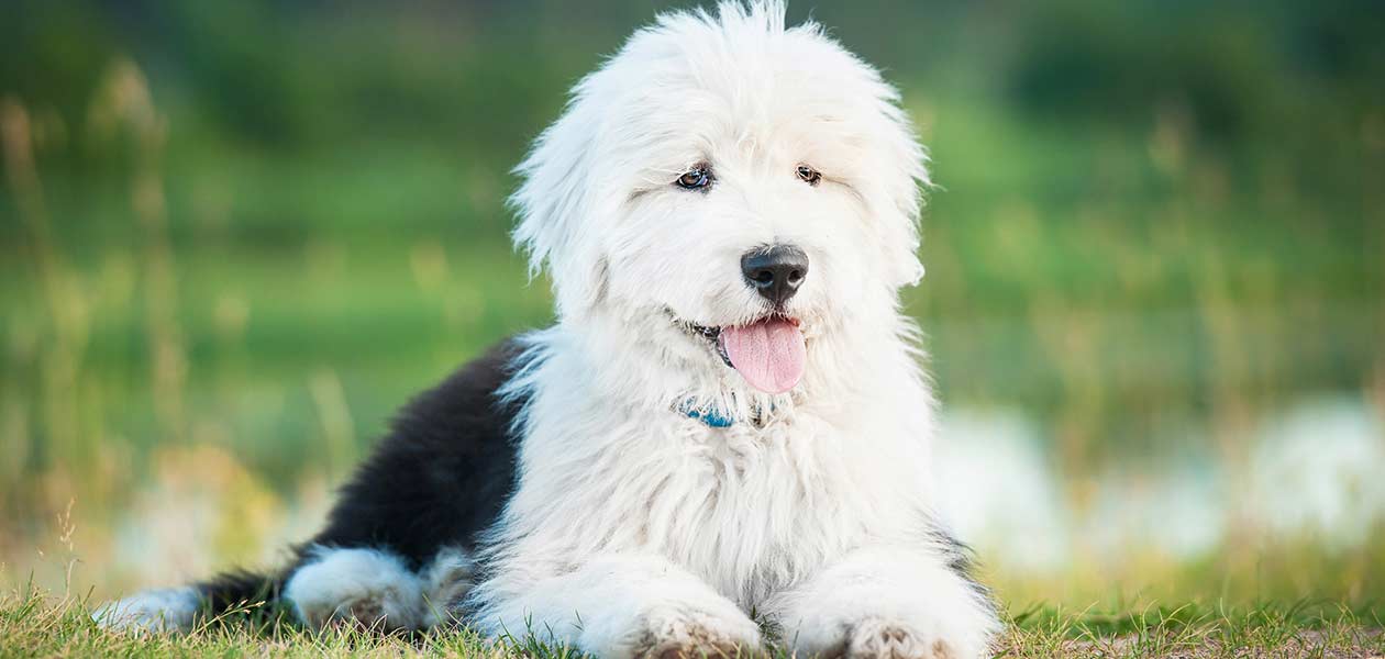 Bobtail Dog Lying Comfortably On The Grass Stock Photo - Download Image Now  - Old English Sheepdog, Dog, Animal - iStock