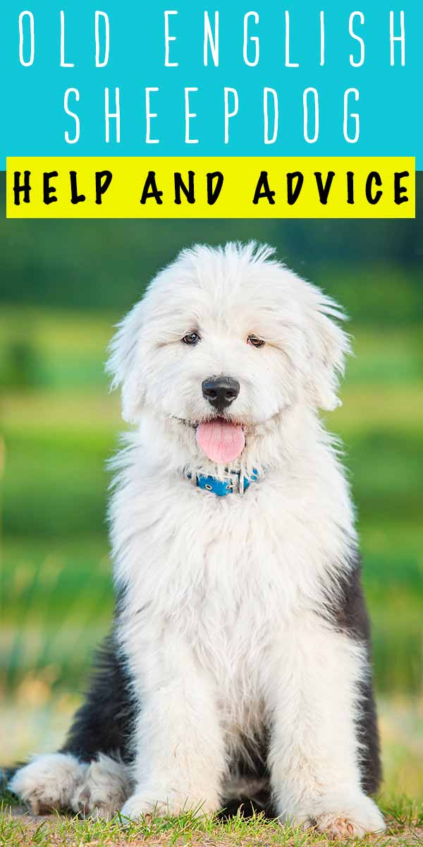 do old english sheepdogs shed a lot