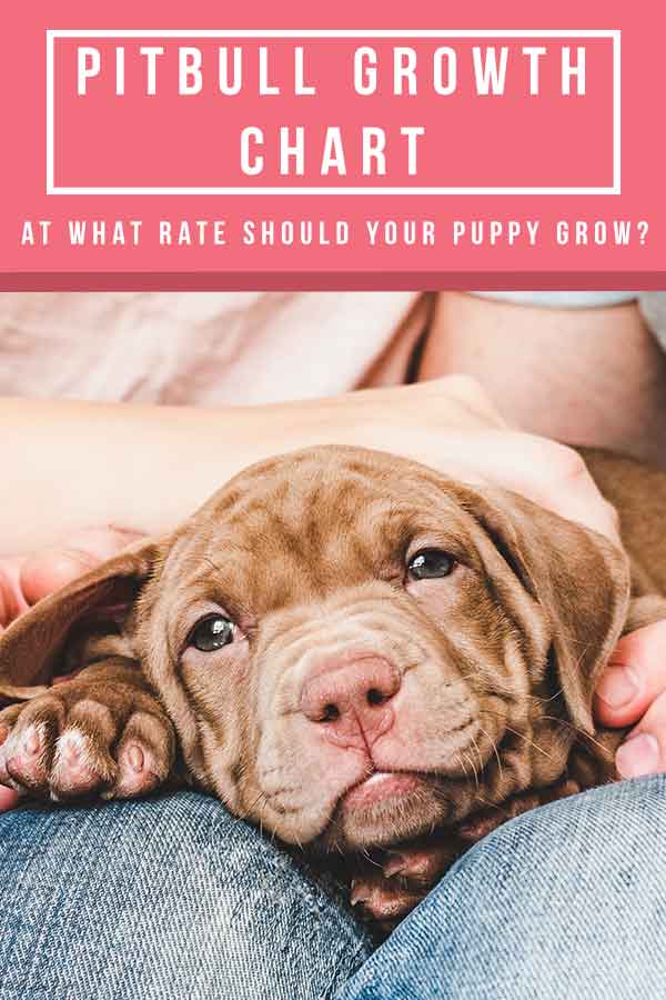 When Do Pit Bulls Stop Growing? – SPARK PAWS