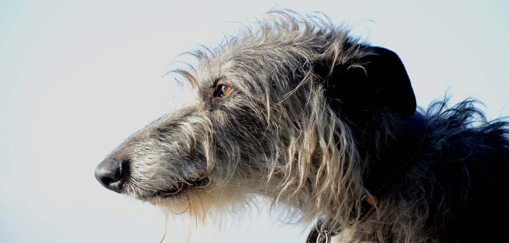 scottish deerhound