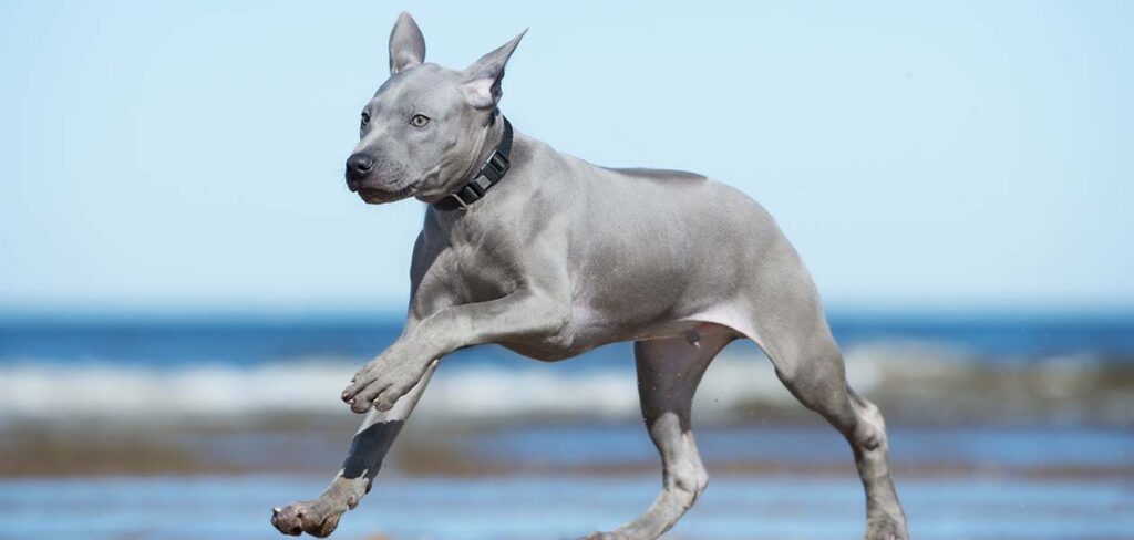 what breed of dog is grey