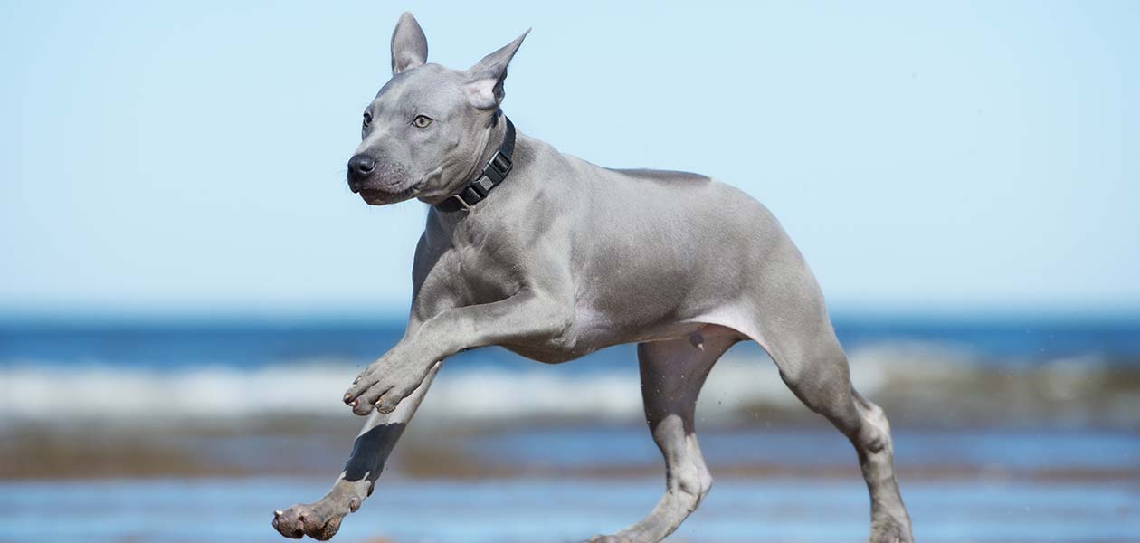 east coast thai ridgebacks