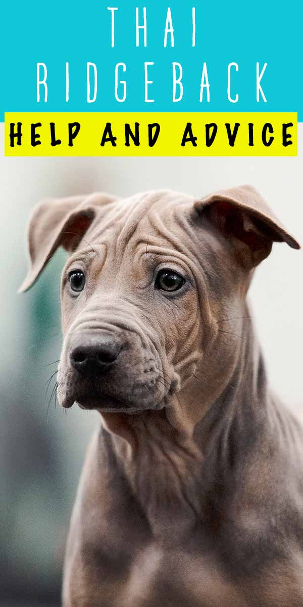 are thai ridgeback the most intelligent dogs