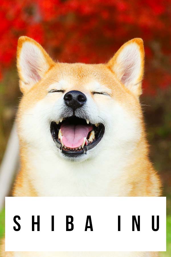 are shiba inu mean