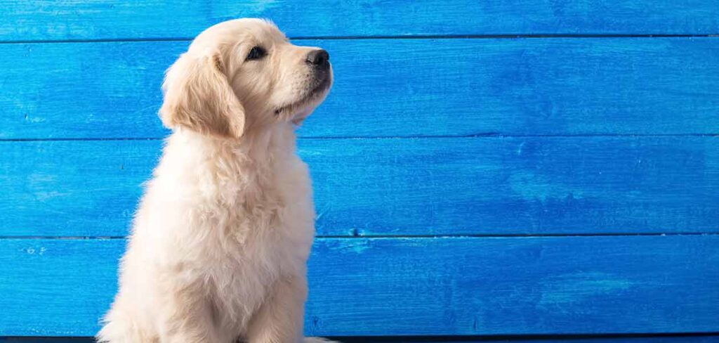 white retriever dog