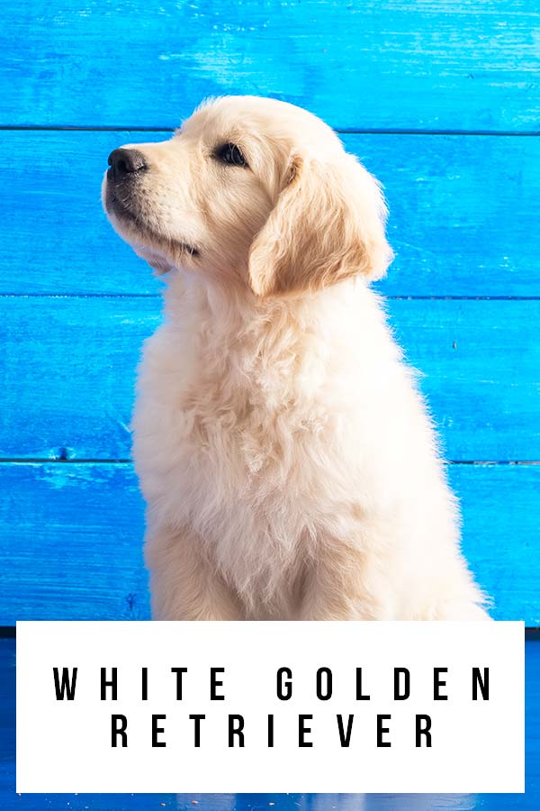 how much do white golden retrievers cost