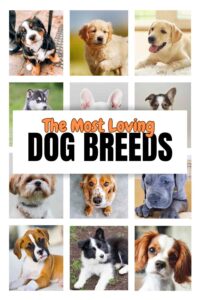 collage of puppy photos with text overlay that reads: the most loving dog breeds