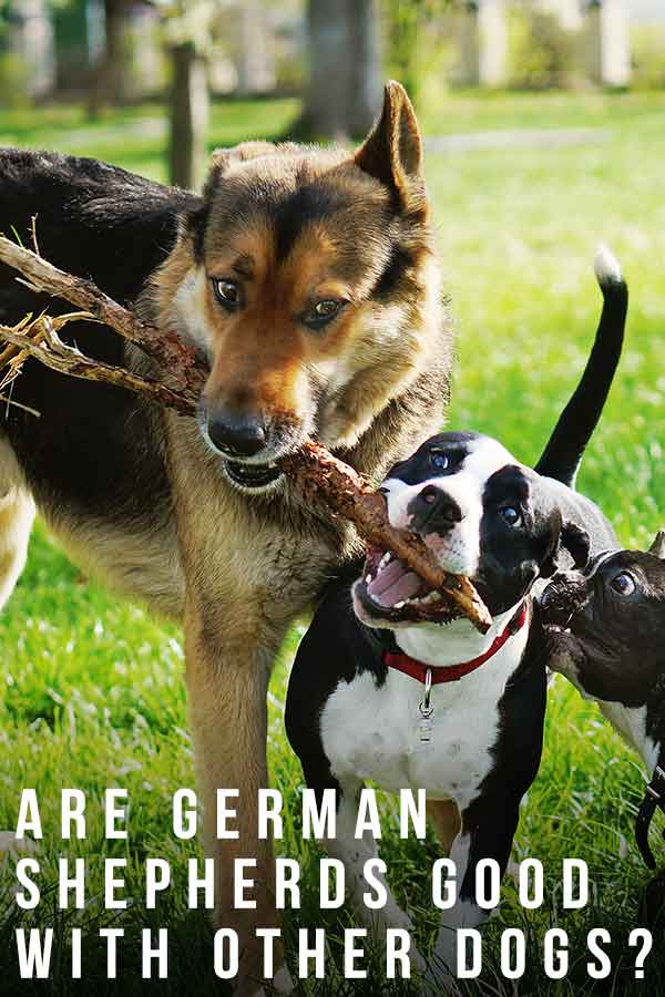 are german shepherds good with other dogs