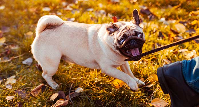 aggressive pug attacking leash