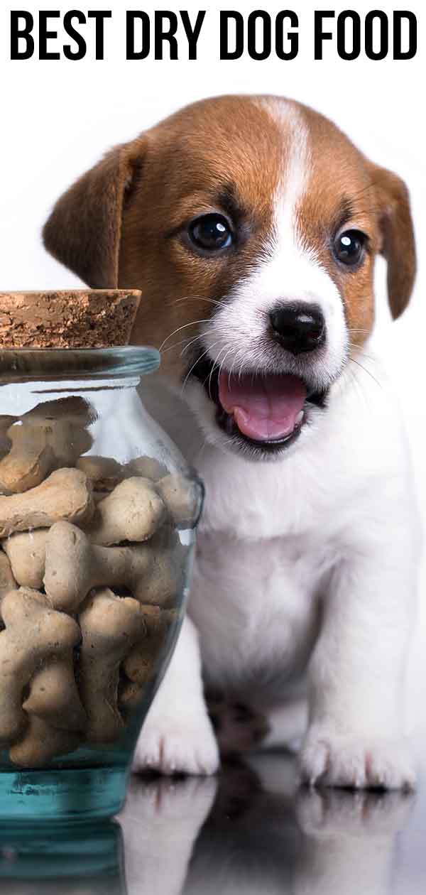 Best Dry Dog Food Options For Pets Who Love That Kibble Crunch