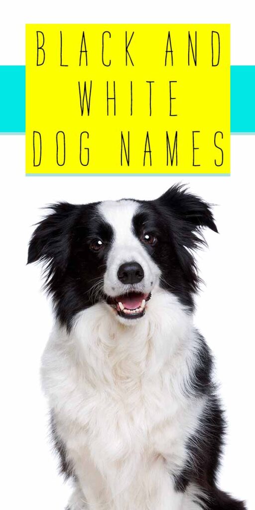 black and white dog names