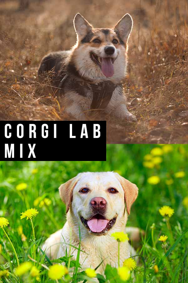 corgi lab puppies