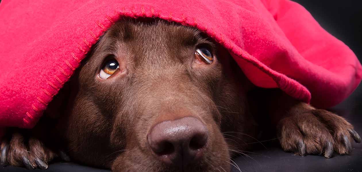 Dog Anxiety Awareness Week 2024 - Beret Ceciley