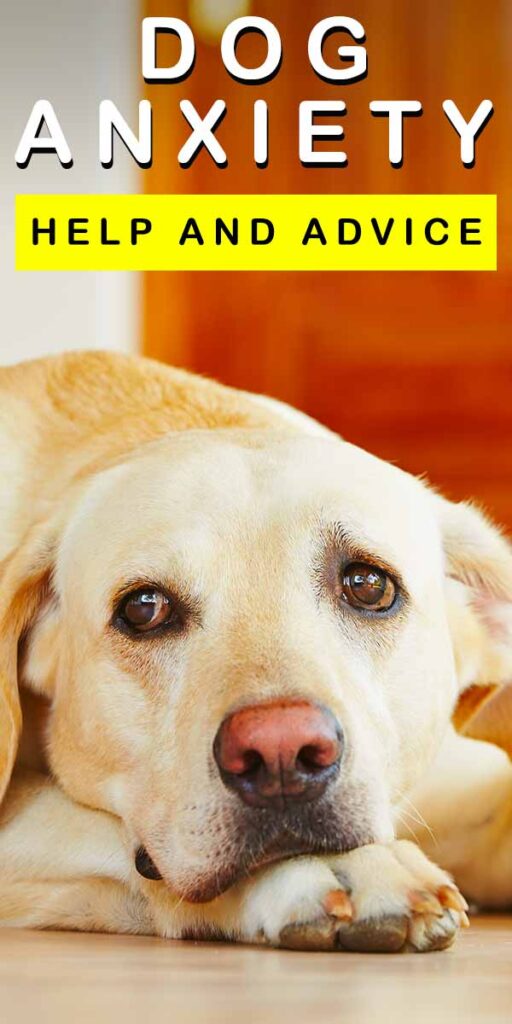 Dog Anxiety How To Recognize It And How To Help Your Dog