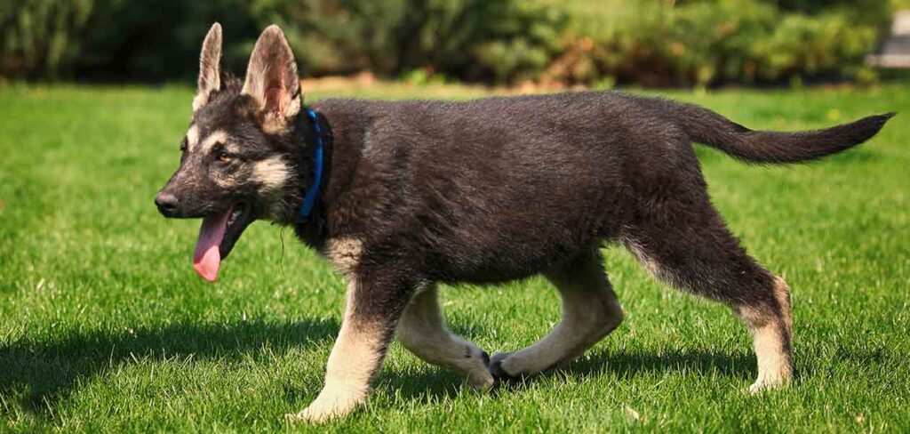 german shepherd and saint bernard mix