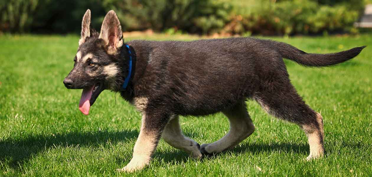 can working line german shepherds be pets