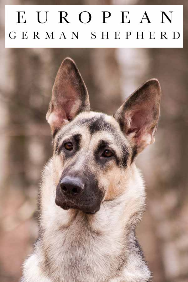 are eastern european shepherd dogs rare in us