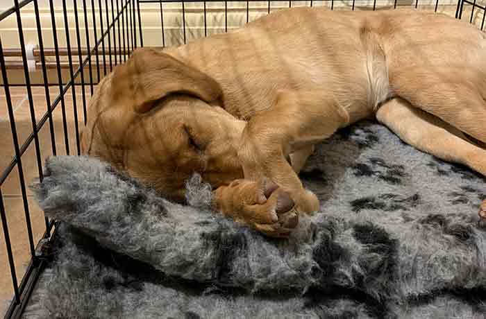 gele labrador puppy slaapt op vetbed fleece in een bench