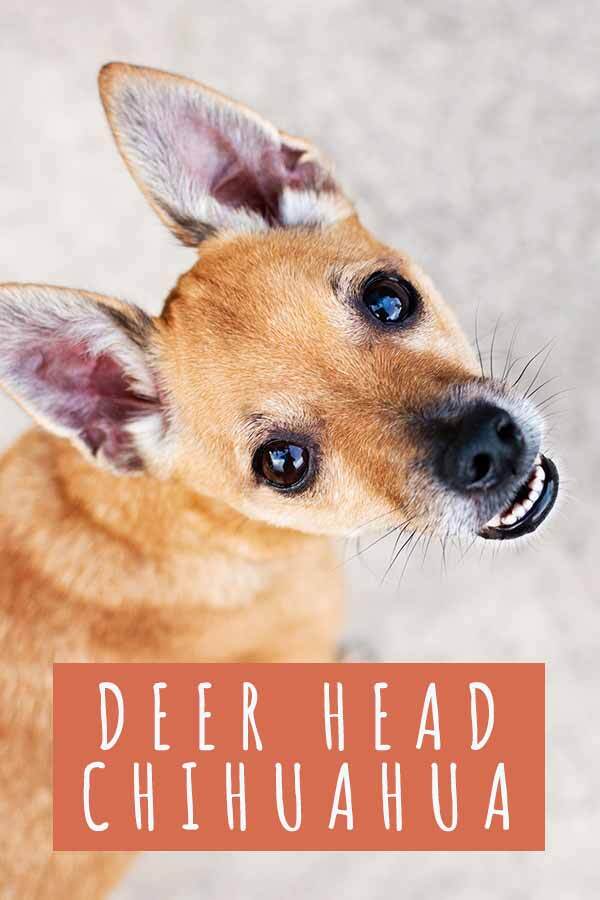 deer head chihuahua
