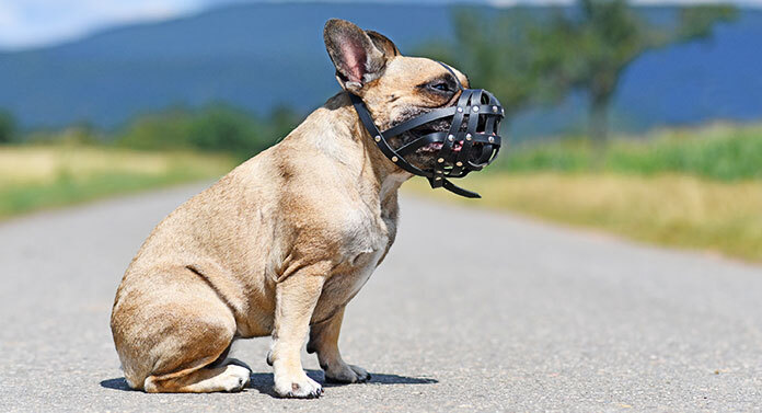 are french bulldogs known to be aggressive