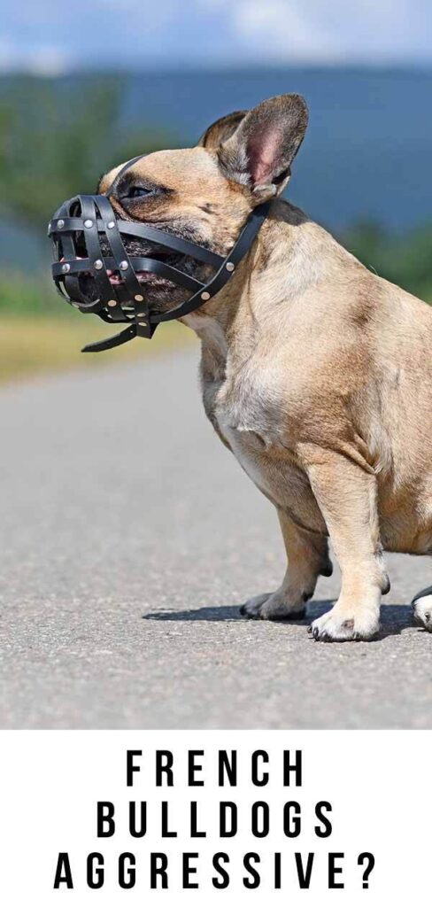 are french bulldogs dangerous to humans