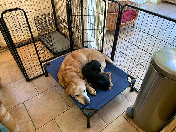 labrador and puppy asleep by puppy playpen