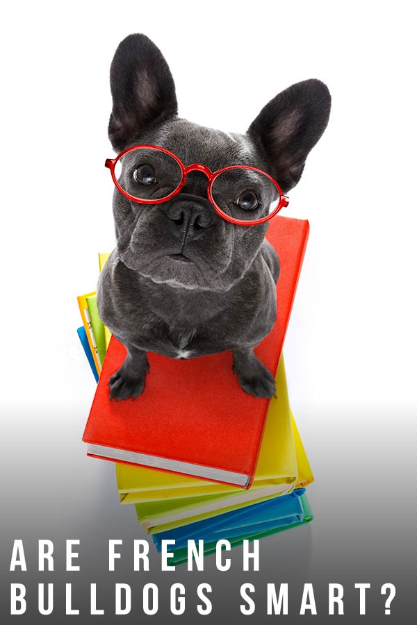 are french bulldogs smart