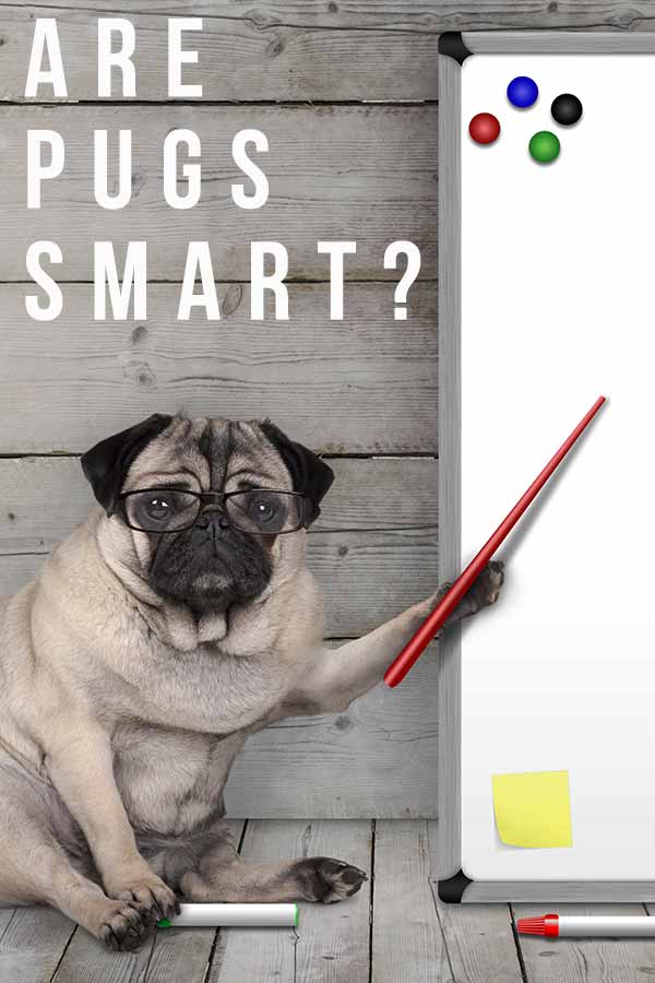 pug intelligence