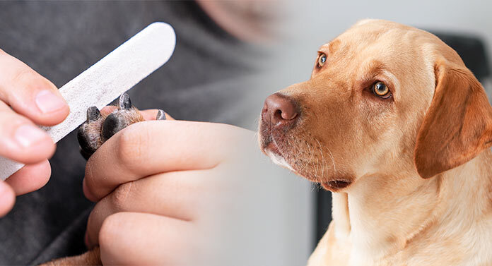 Best Dog Nail File - Professional Files and Clippers For Every Breed